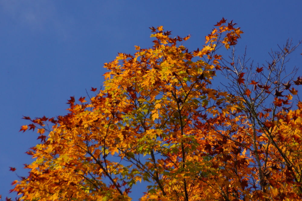 It should be noted that some trees are a little bit past 30%.