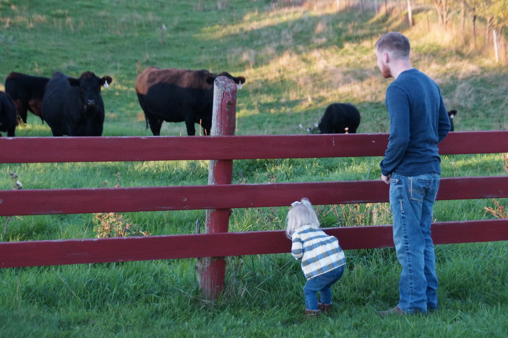 There was also some bovine peeking.