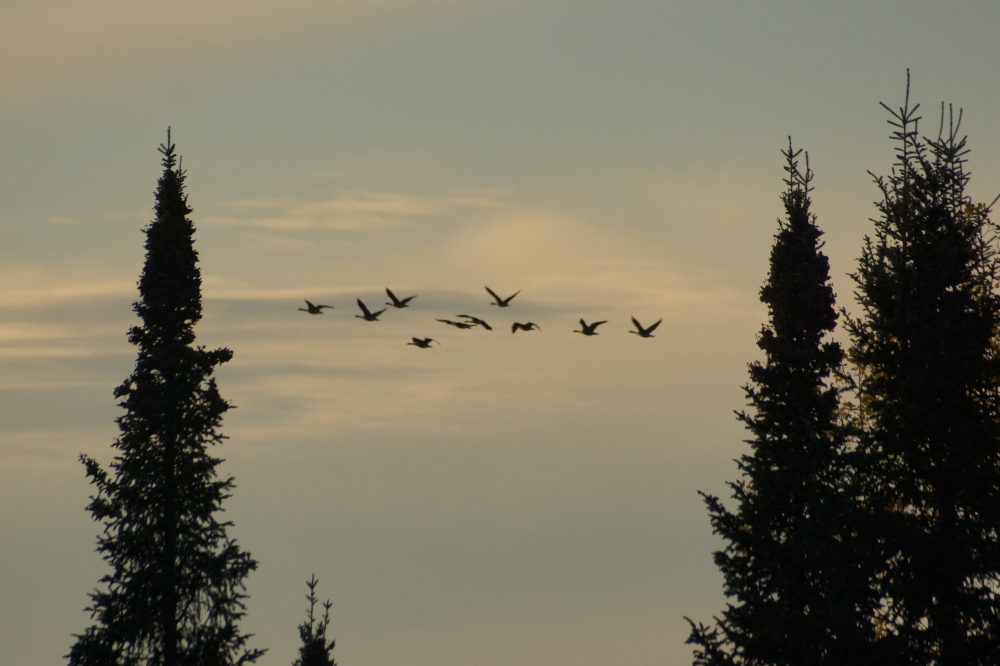 The weather last week whispered Summer (albeit late Summer) but the sky above and around the lake honked back Fall. It was warmer, but the air still had an impending doomy feel that was exacerbated by the noisy Vees.