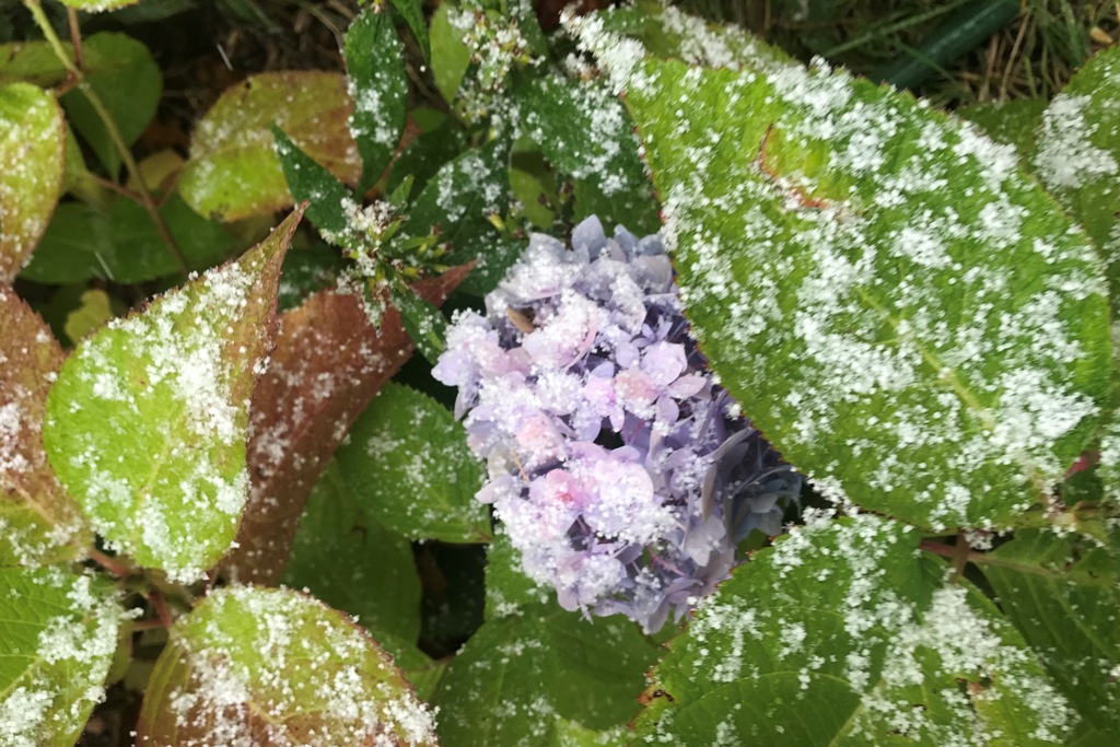 On the weekend, the lake got its first frost, first freeze, and first (sigh) snow.