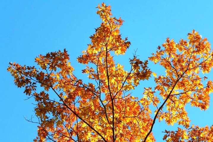It's been over 2 weeks since peak color was declared. Some of the maples have us rethinking that pronouncement.