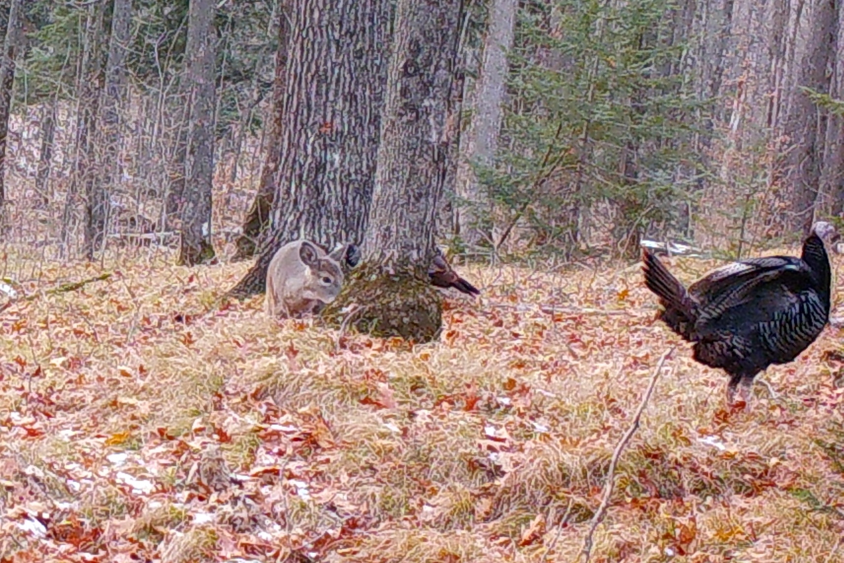 Now is the best time to get them acorns before snow covers the forest floor. The wild life that has been seen under the oaks resembles a northern Wisconsin version of "The Lion King". Please note that it's unlikely that you'd see a buck, turkey, and squirrel singing "Hakuna Matata" with Thanksgiving and the gun deer season almost upon us. Maybe just the squirrel.