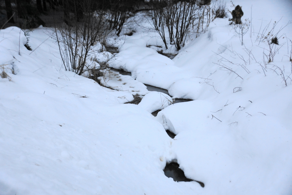 Streams and creeks around the lake have shaken off their ice and are in Spring inflow form.