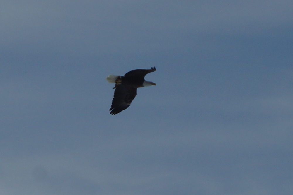Local eagles were active all week. There seems to be a lot of pre-egg activity in the nest on Lake Metonga.