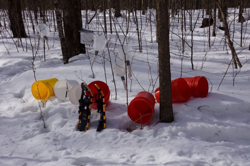 The warm temperatures at the beginning of last week had the maples running hard.