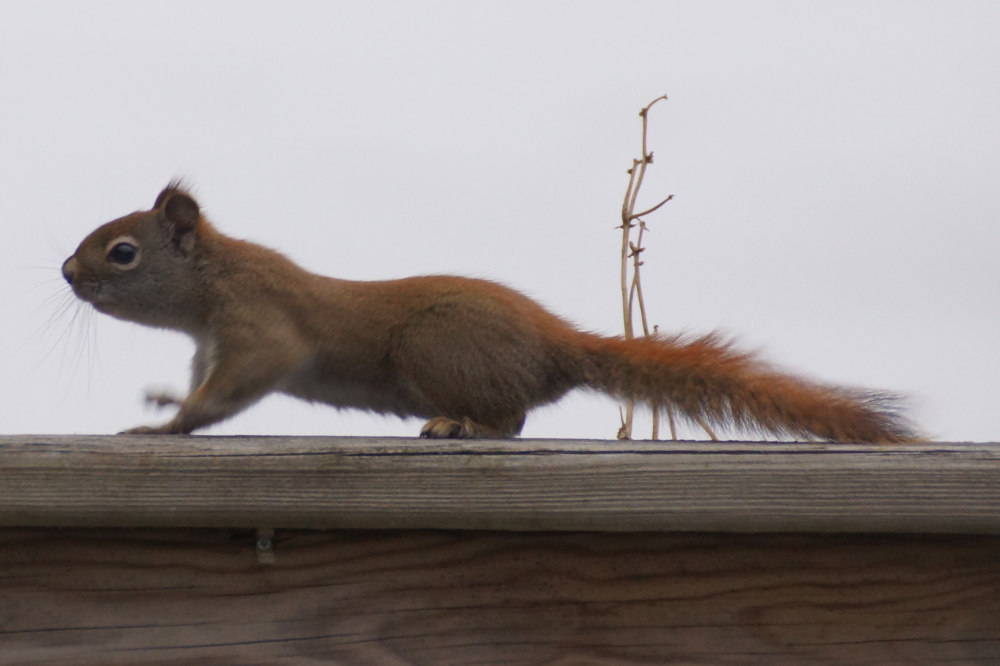 <center>Squirrel!</center>
