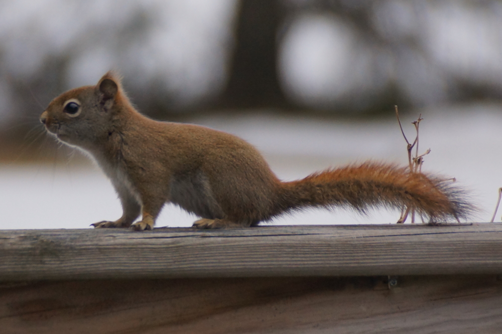 And there were squirrels.