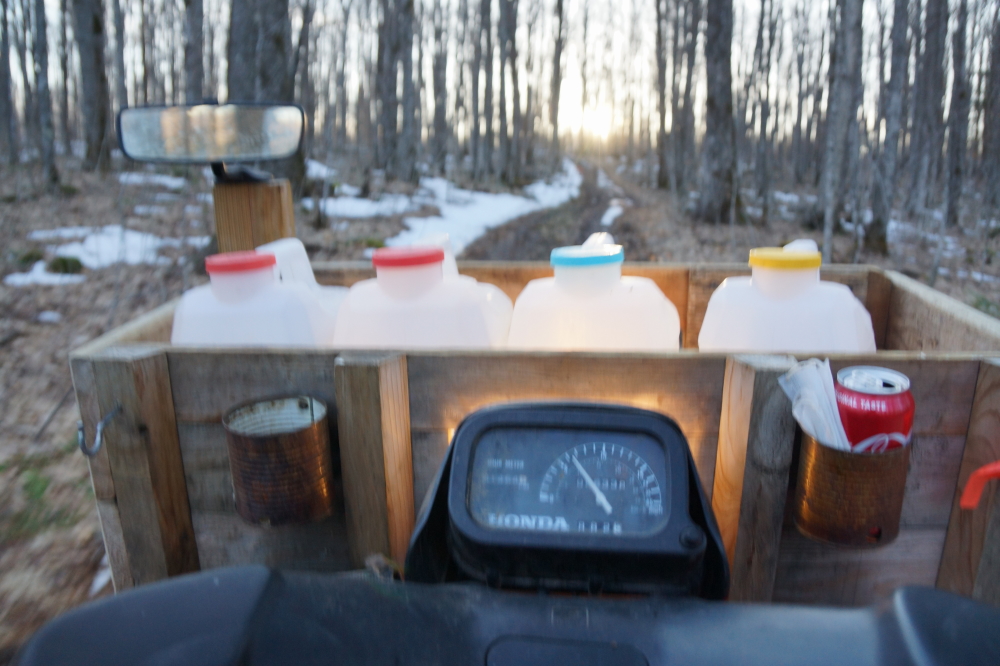 The trees really started to leak on the weekend. The evening was largely spent rushing empty jugs to those collecting the sap.