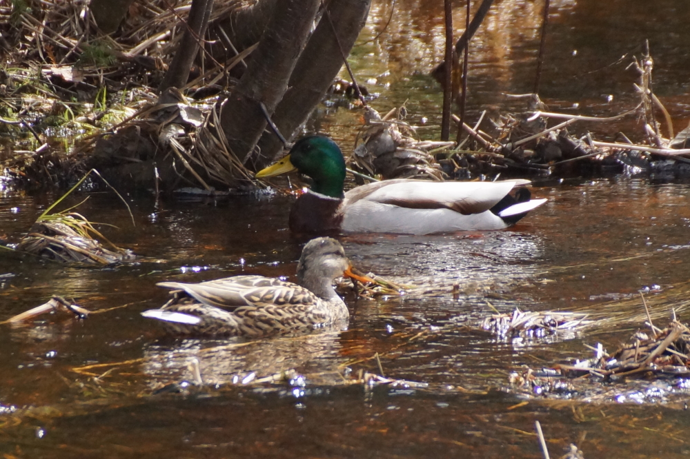 The wet and melt has pushed creeks up to a level deep enough for some to swim.