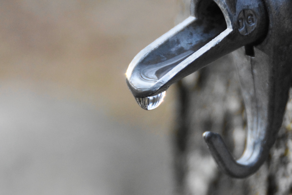 The warmer weather slowed the taps, but they still ran.