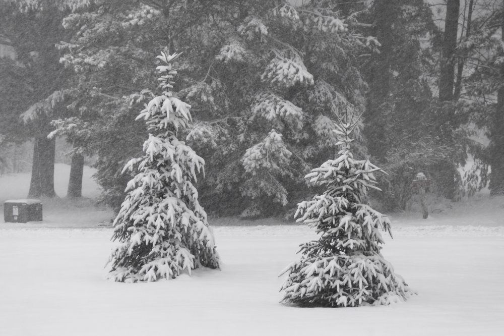 The wind picked up. The snow got heavy. The word went out. Button up the house! Hide the children! Spay the cat!  ZOMBIE WINTER has shuffled back into the northwoods.