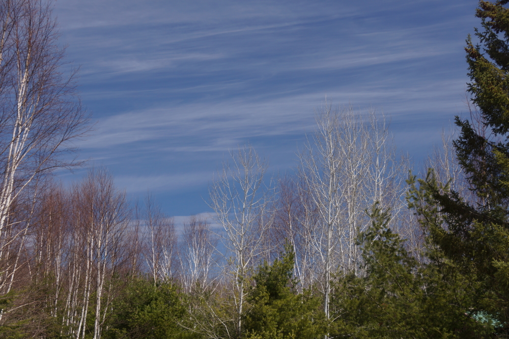 No tree leafs yet, but the buds are really swelling up.