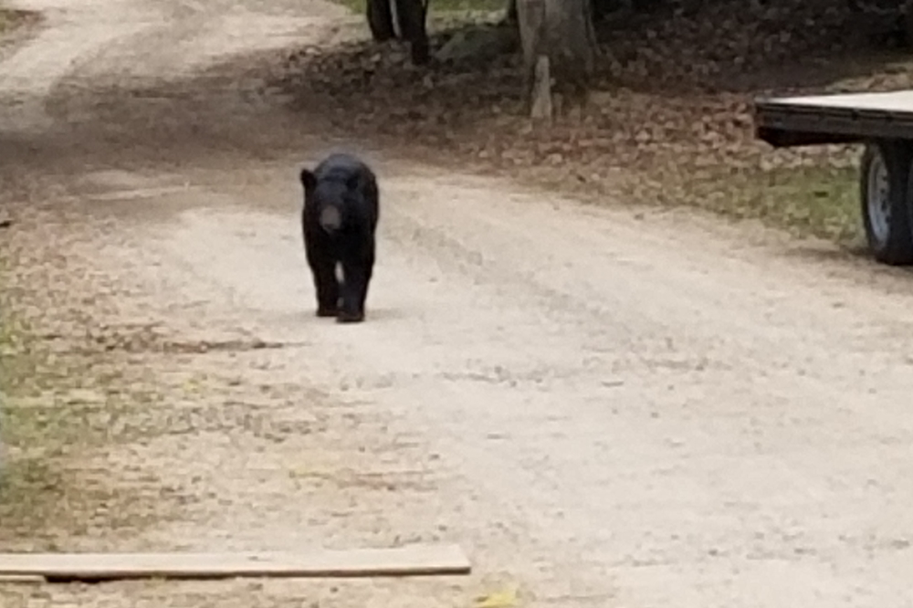 On the weekend, the biggest black squirrel we've ever seen lumbered down the length of Knott Lane..