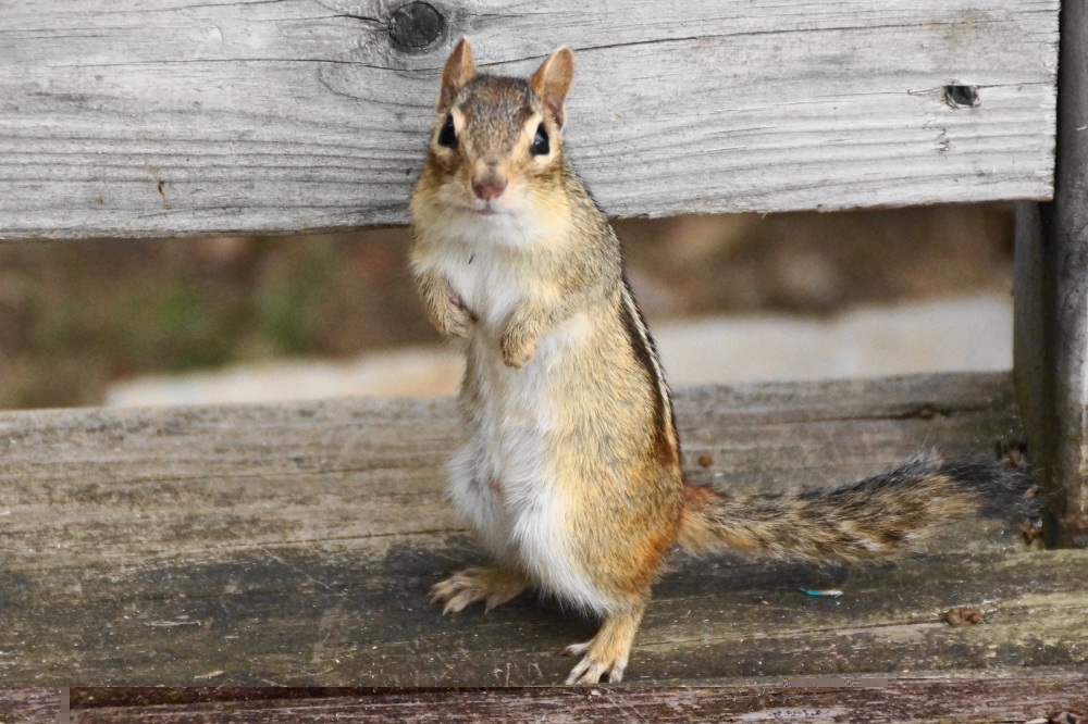 We got some help with the roof, but a few were of little to no assistance at all..