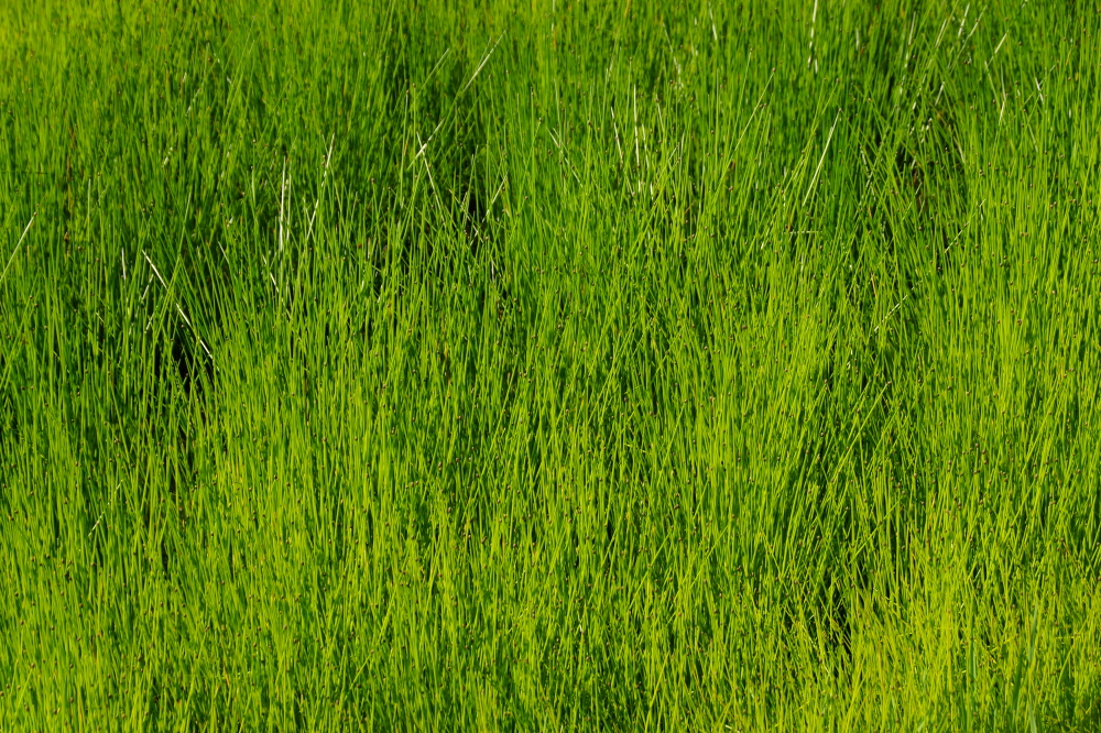 The result of the hot and wet is an excellent crop of grass,