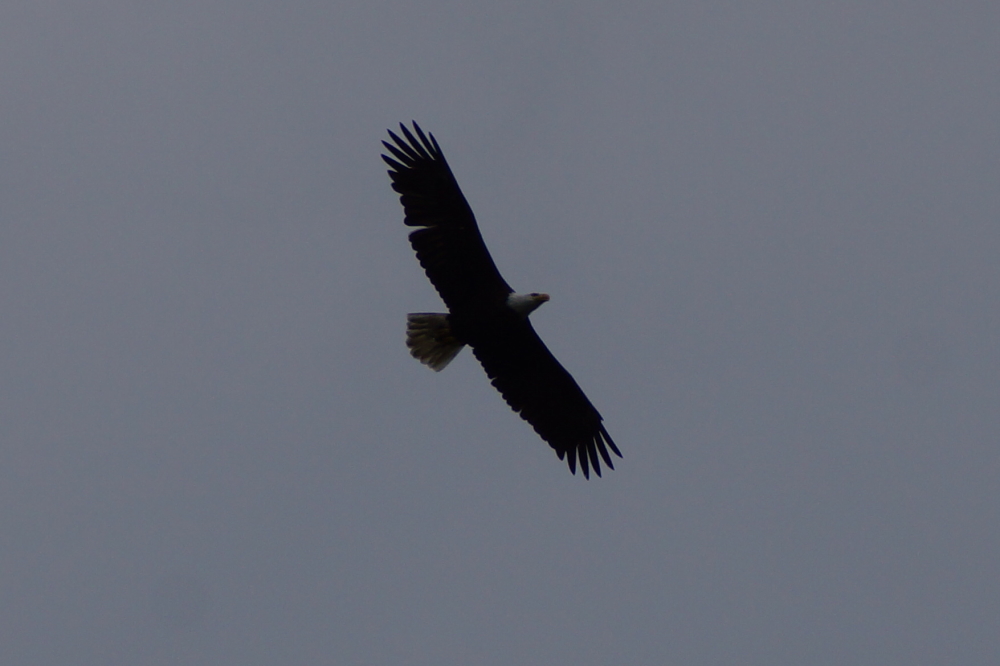 Above it all, an eagle was hunting up the North end of the lake all week.