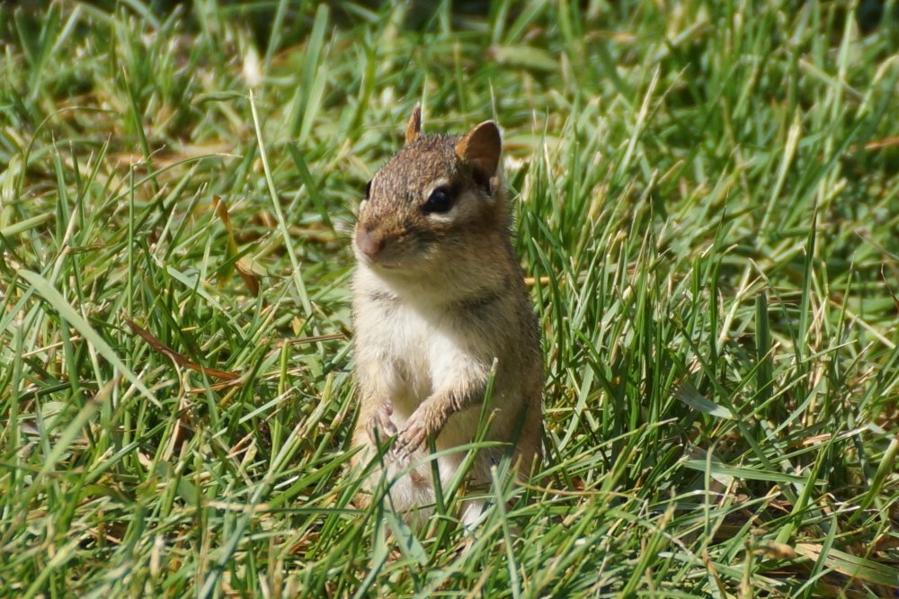 and an outstanding crop of chipmunk.