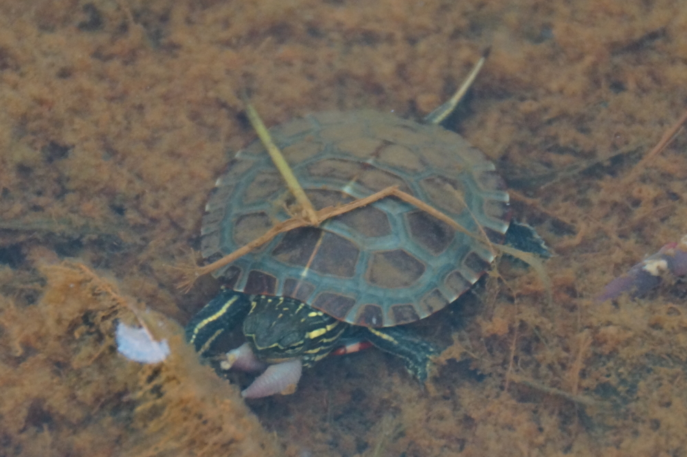 There were turtles, too.