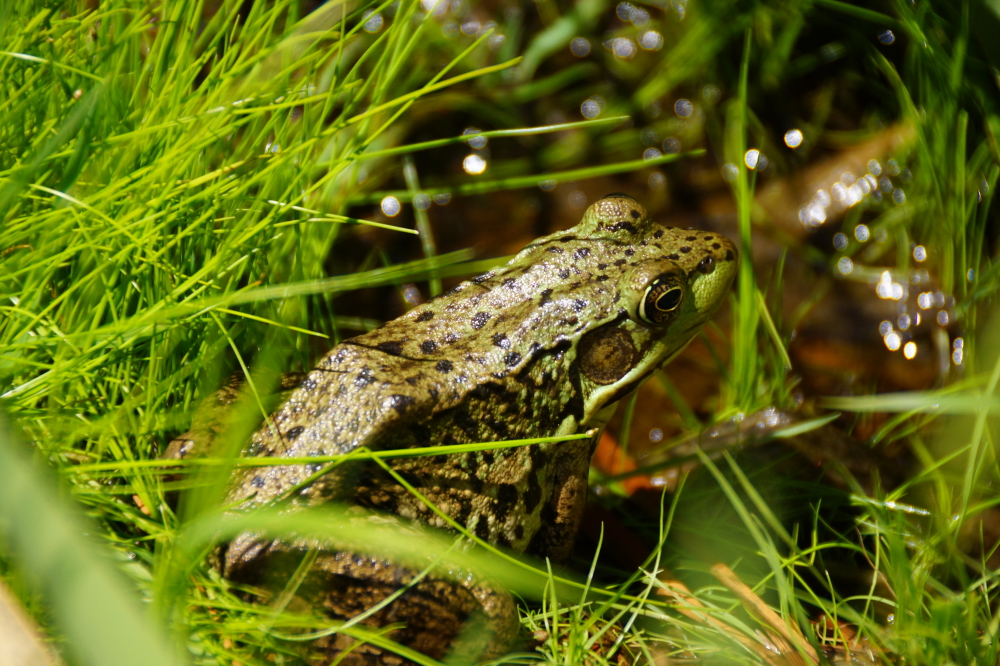Many of the seemingly permanent puddles are becoming a sort of frogtopia. Because of our love of bitey bugs, we welcome our new amphibian overlords.