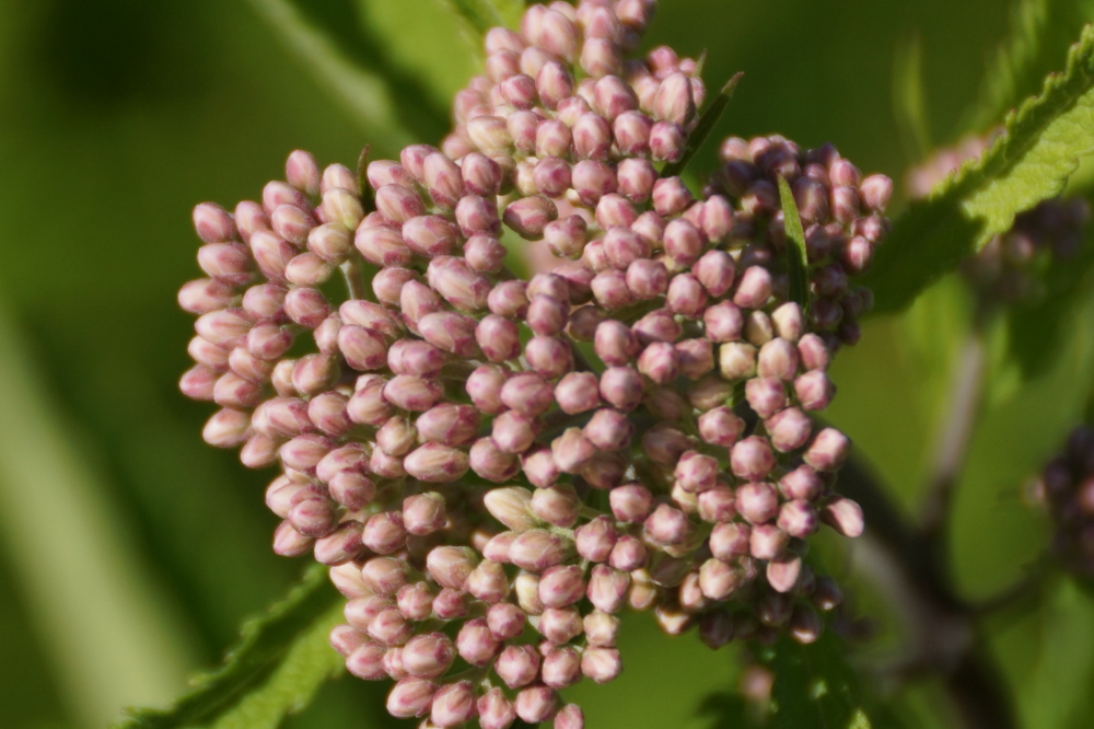It looks like a second (Or third? Or fourth? We lost count.) explosion of flowers is imminent.