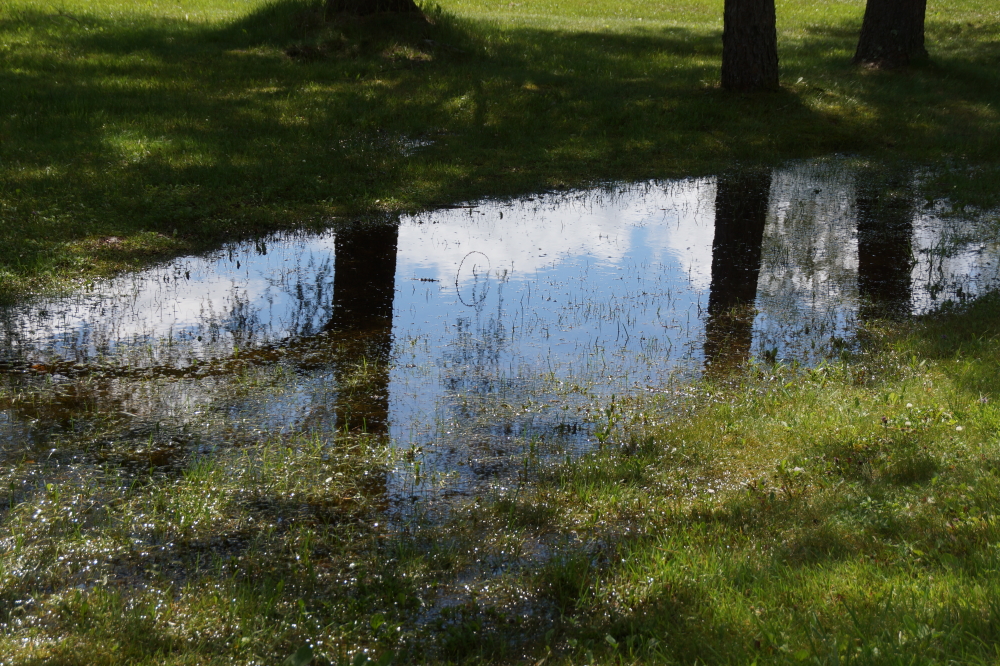 Yard puddles are back in style for the fashion-conscious lawn..