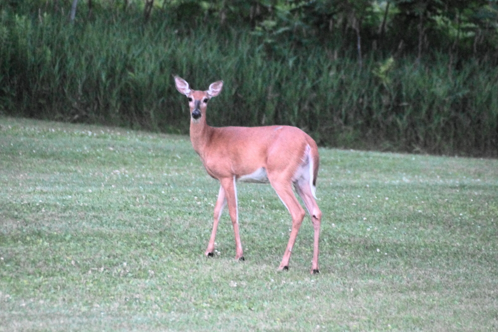 In addition to standing water,  grassy areas were decorated with furry, skittish lawn ornaments.