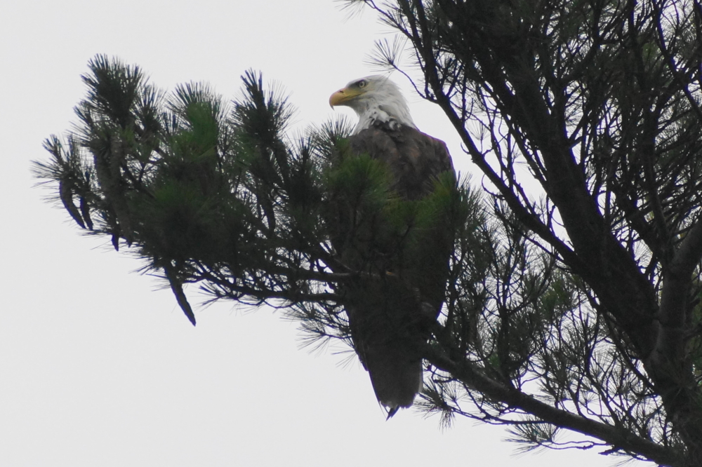 More water could mean more fish so the eagles seem pretty happy, too..