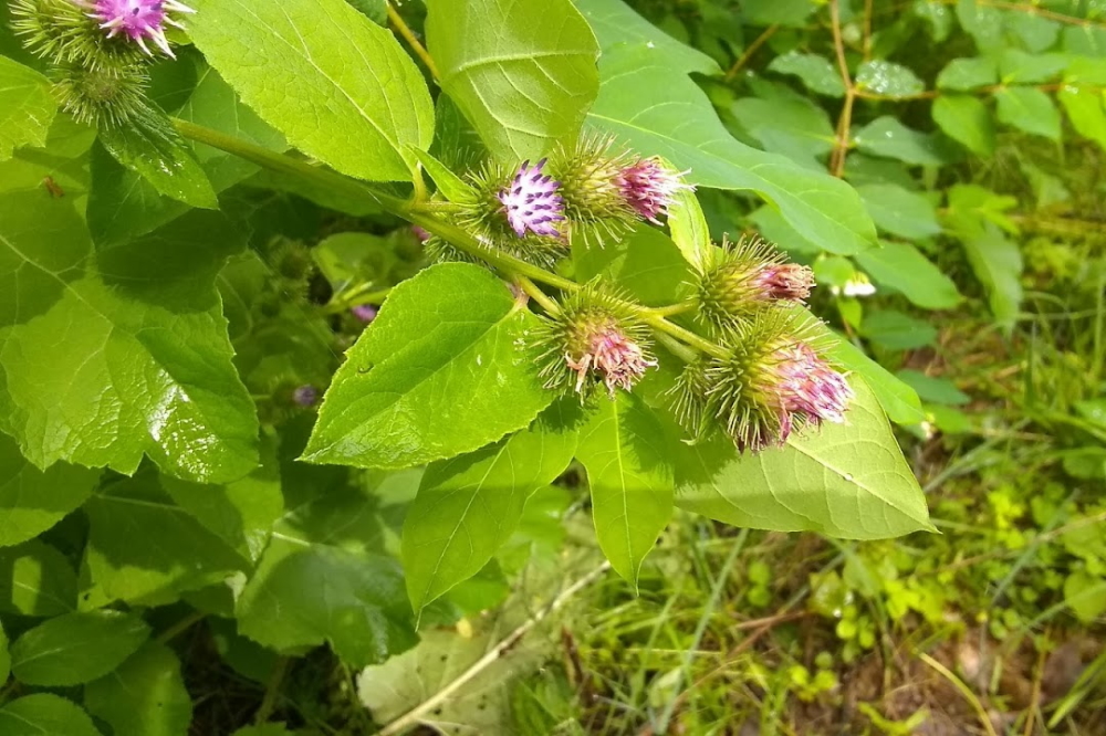 Warmth, some sun, and lots of rain made local plants ecstatic.