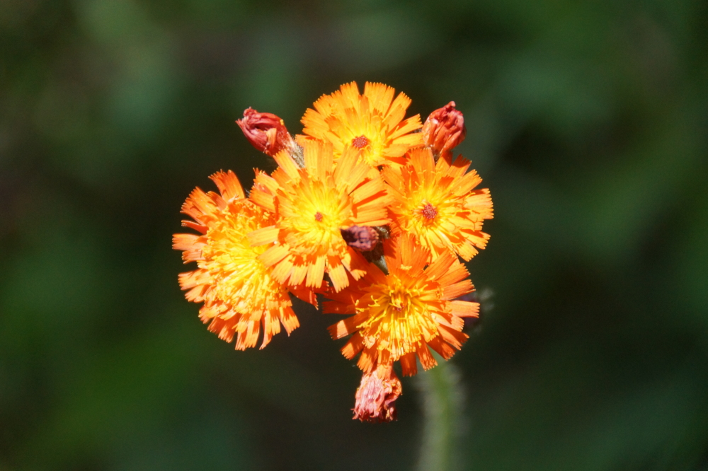Plants seem to be loving the sticky weather and were exploding in color all around the shore. There was orange,..