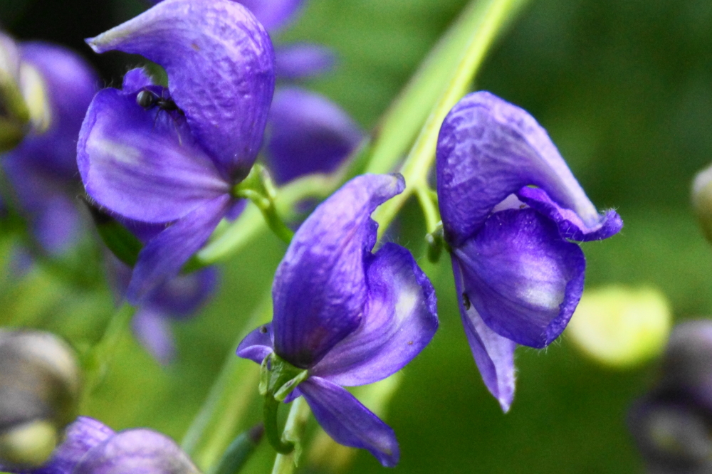 and violet,...
