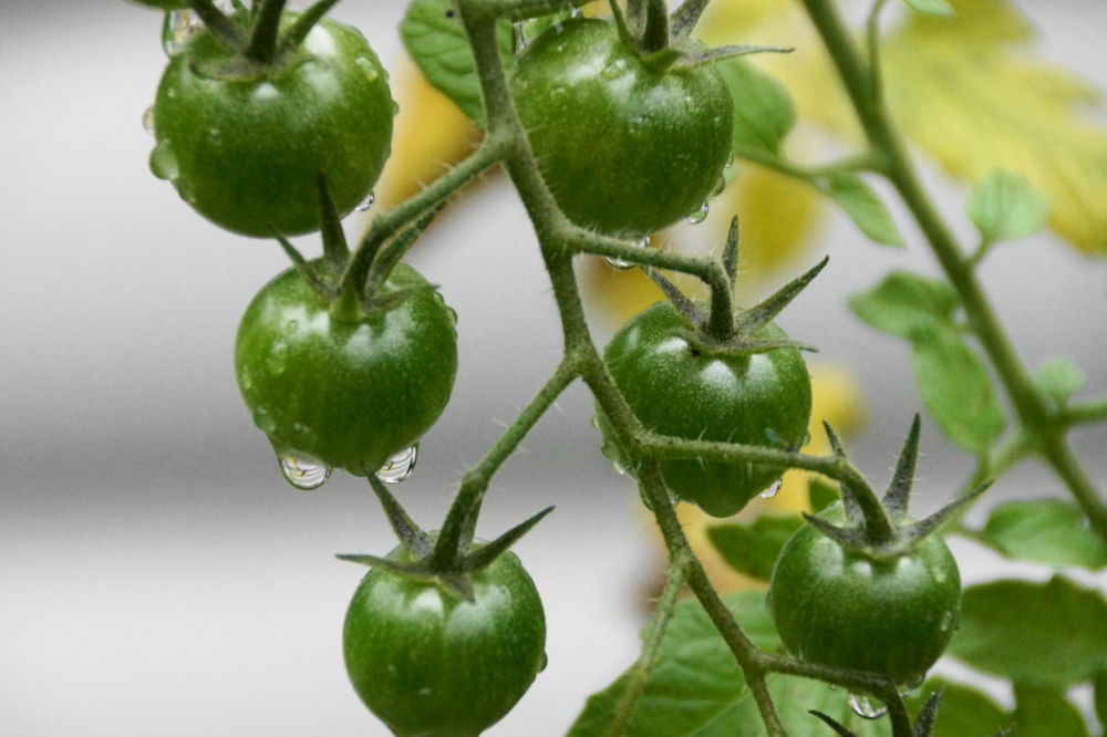 We need just a few more frost free weeks to mine a bumper crop of tomatoes this year.