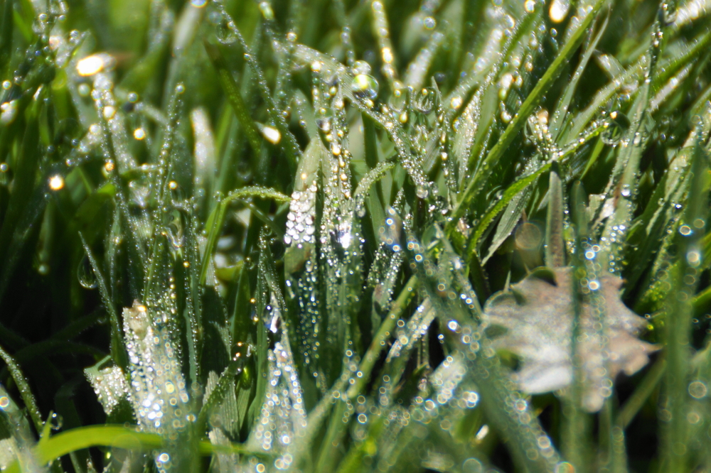 The water in the air then condenses on lawns making every daybreak damp. This makes the grass seem happier than normal.