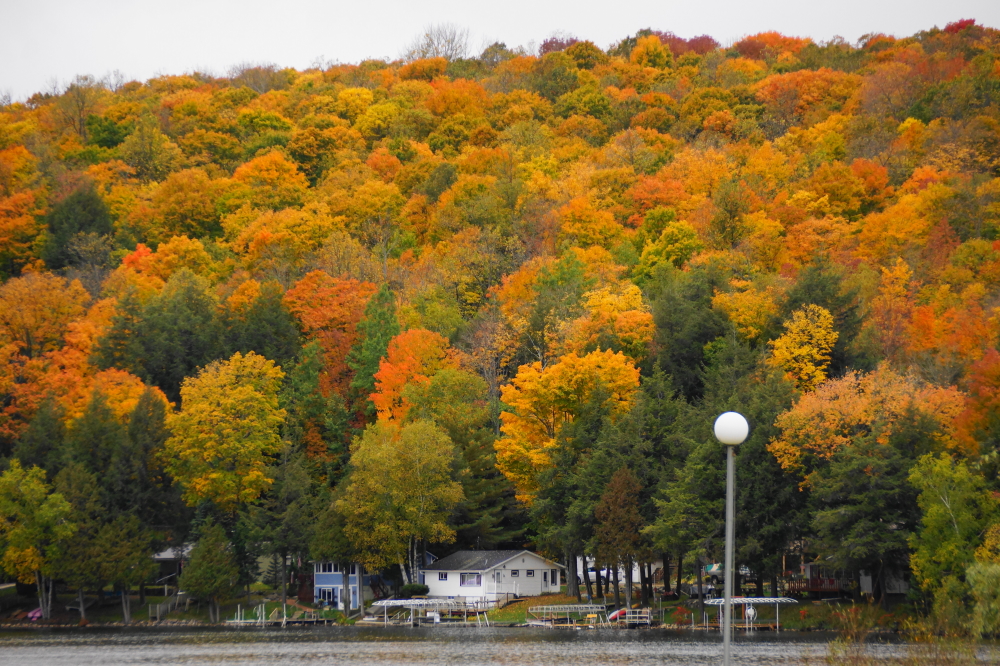 The color in the trees peaked just after the rain.
