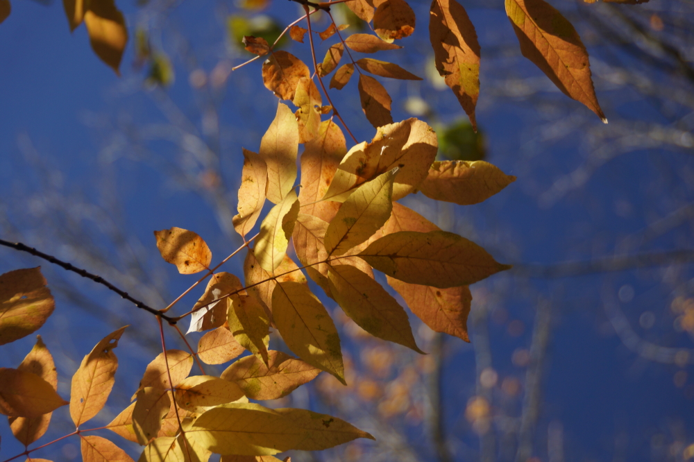 It's technically post-post peak, but there's still some color clinging to the trees.