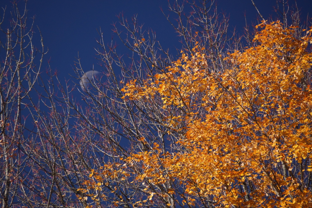 One cold night or strong gale should wipe the oranges from the face of the forest.