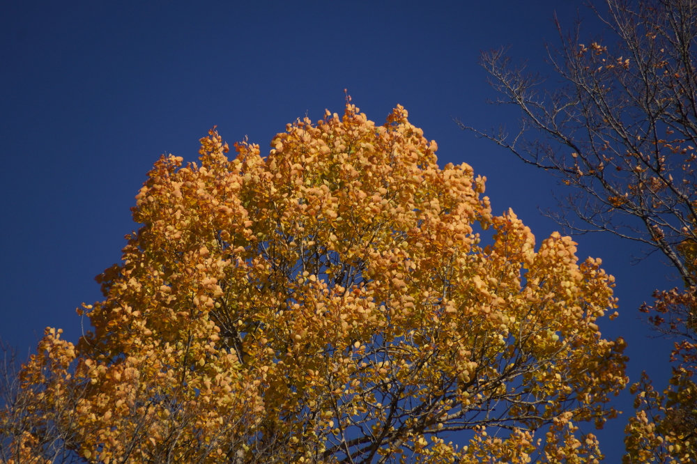 At the start of the week many local trees were still dressed in their autumnal finery.
