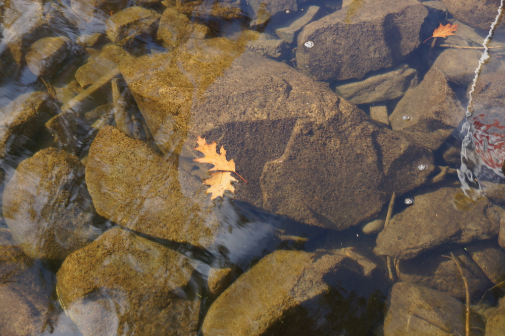 The lake is an inch deeper and seems more clear than its usual crystal standard. A few leaves are adding just enough color to warn anyone thinking of swimming to reconsider. The lake temperature has dropped below 50°F. It could be an early ice-in.