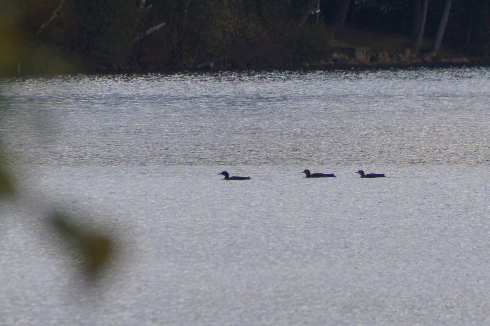 The fishing on the North end of Lucerne seems good judging from the hooting of this trio.
