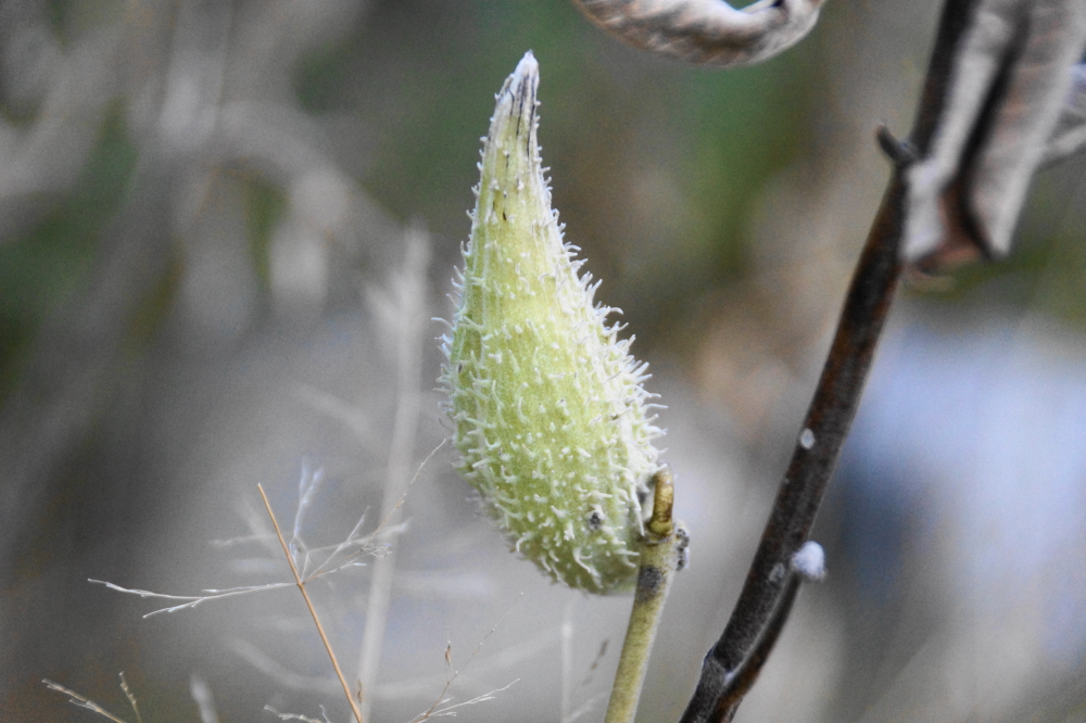 This time of year, the section of Potawatomi Trail that runs along the North end of the lake is usually garnished liberally with milkweed pods. In Fall 2020 this is the only pod that we could find.  Our guess is that a short, hot, wet Summer combined with a cold Fall does not a great crop o' pods make.