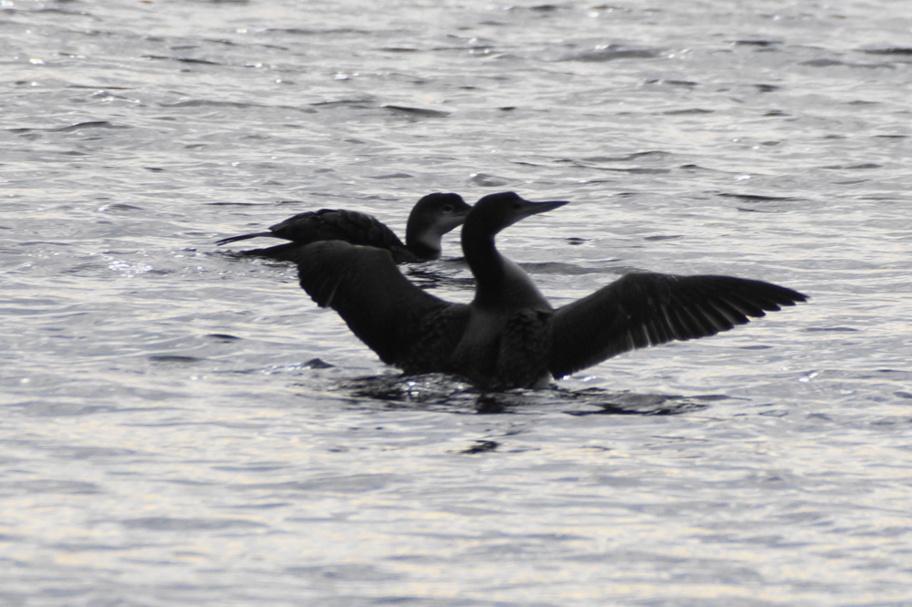 A few loons have been fishing up the North end of the lake. In addition to ridding the lake of fish, they've been acting as an audio eagle alarm.