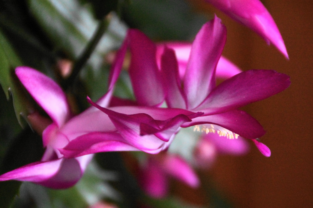 Possibly confused by the Winter weather, Mrs Nemo's Christmas Cactus bloomed about 7 weeks early.