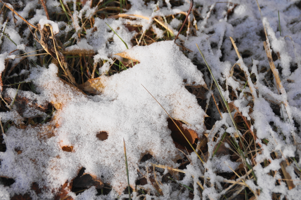 And then the rain froze. Accumulations remain light, but I'll bet we'll see more by the end of the year.