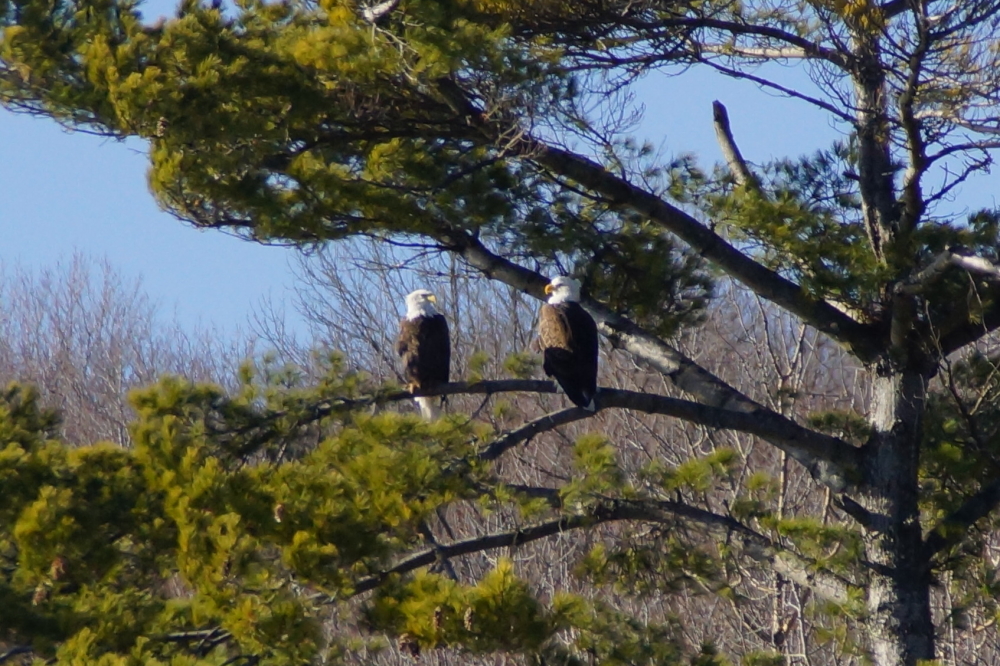 After the bout, the grapplers hung out in a local pine and chirped of fish and roadkill.
