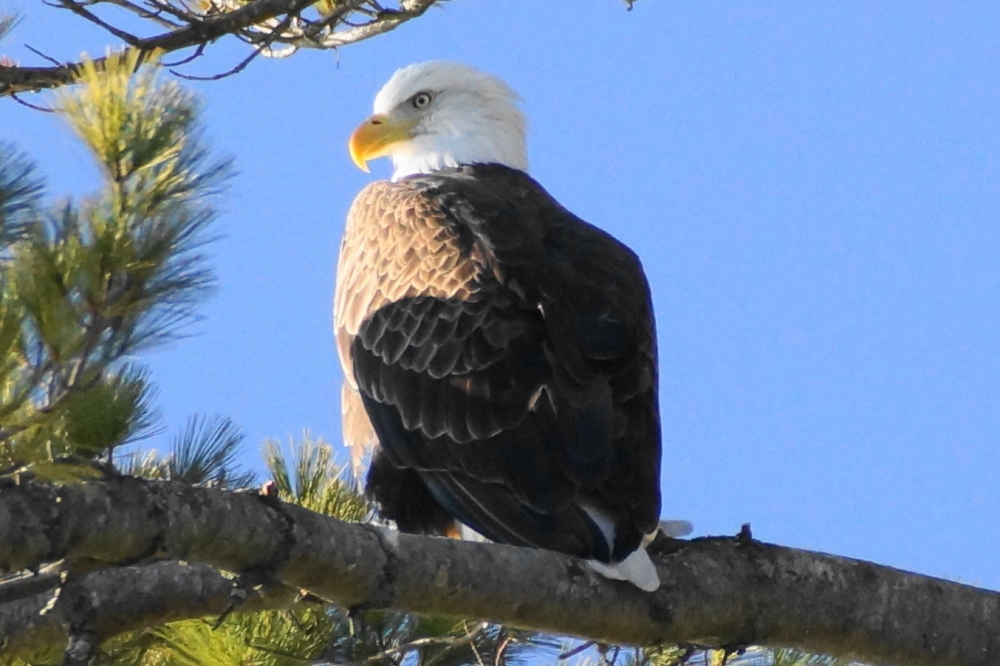 I'm not sure if additional eagles have been added to the lake area or if they've hired better marketers, but we're seeing a lot more this year.