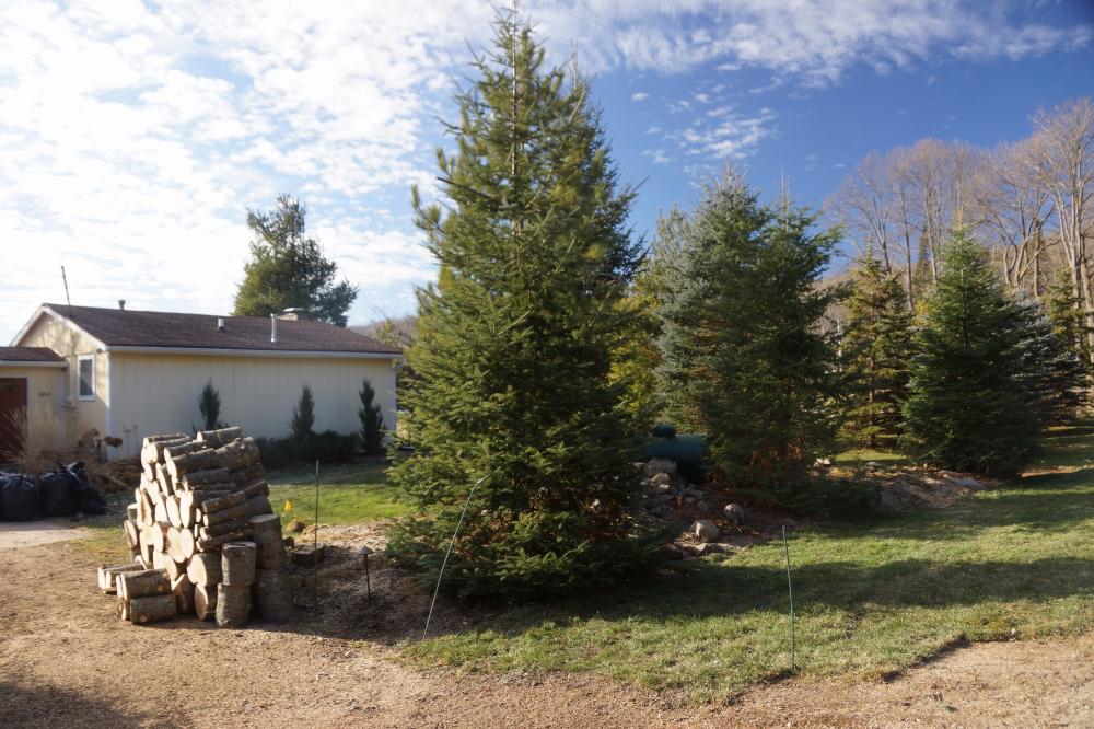 Some took advantage of the mid-week seasonal warmth to do some light tree trimming. They piled the neatly pruned branches in a nice stack, too.