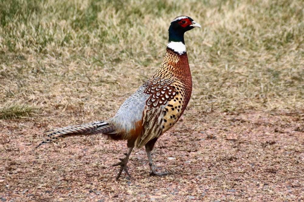 Deer, bear, eagles, squirrels, and other wildlife have been crossing the bar's lawn for years, but this guy was a new addition to the menagerie.