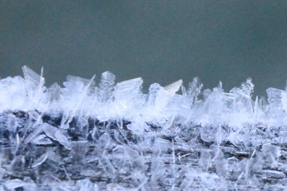 It was cold at sunrise on Sunday. Very cold. 9°F cold. There was frost on the decks around the lake. There might have been frost on the pheasant, too.