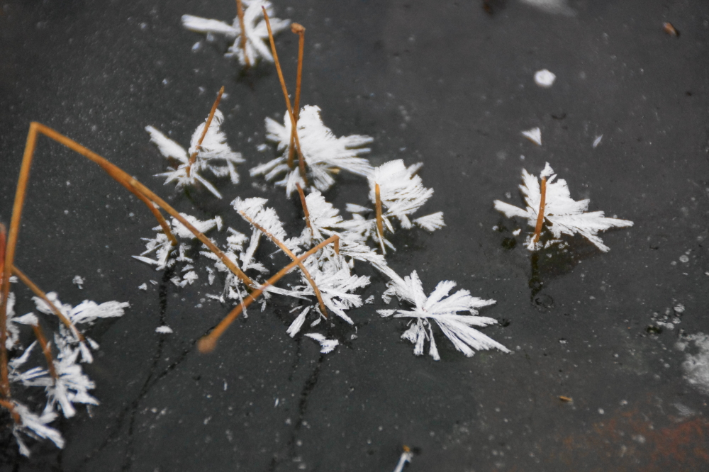 There were also frost flowers on all the lawn puddles that dot the North end of Lucerne.