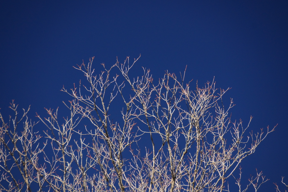 The warm combined with the sun had some looking up to see if any tree branches were fooled into leafing. The trees that make up the northwoods remain foliage free.
