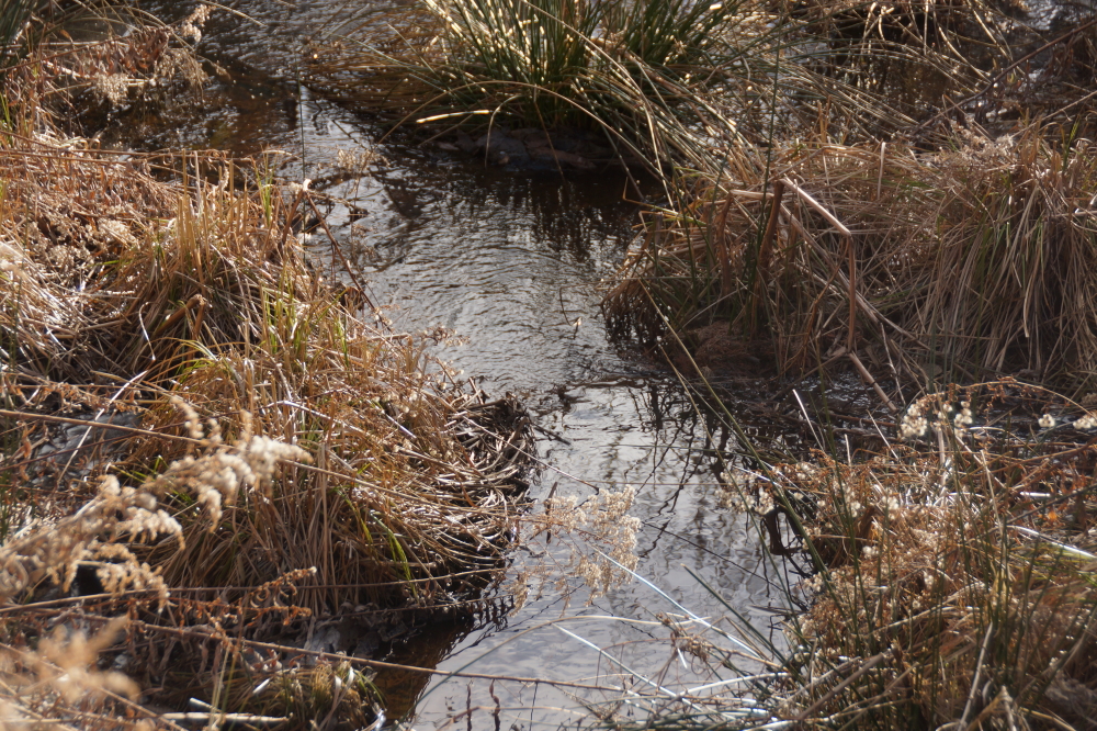 The creek in the northeastern corner continues to flow swamp filtered runoff into the lake.  The activity of the creek and the springs may be the main reason this end of the lake is still open.